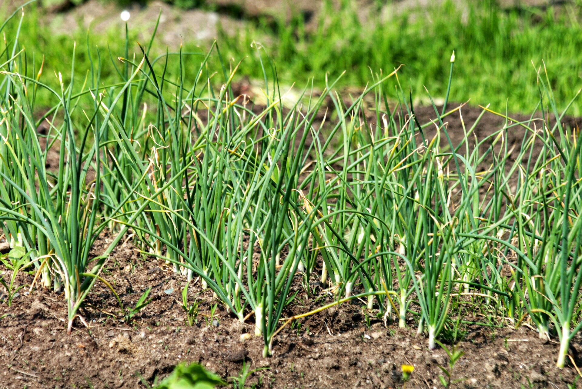 Consider Planting Garlic for the Kentucky Garden