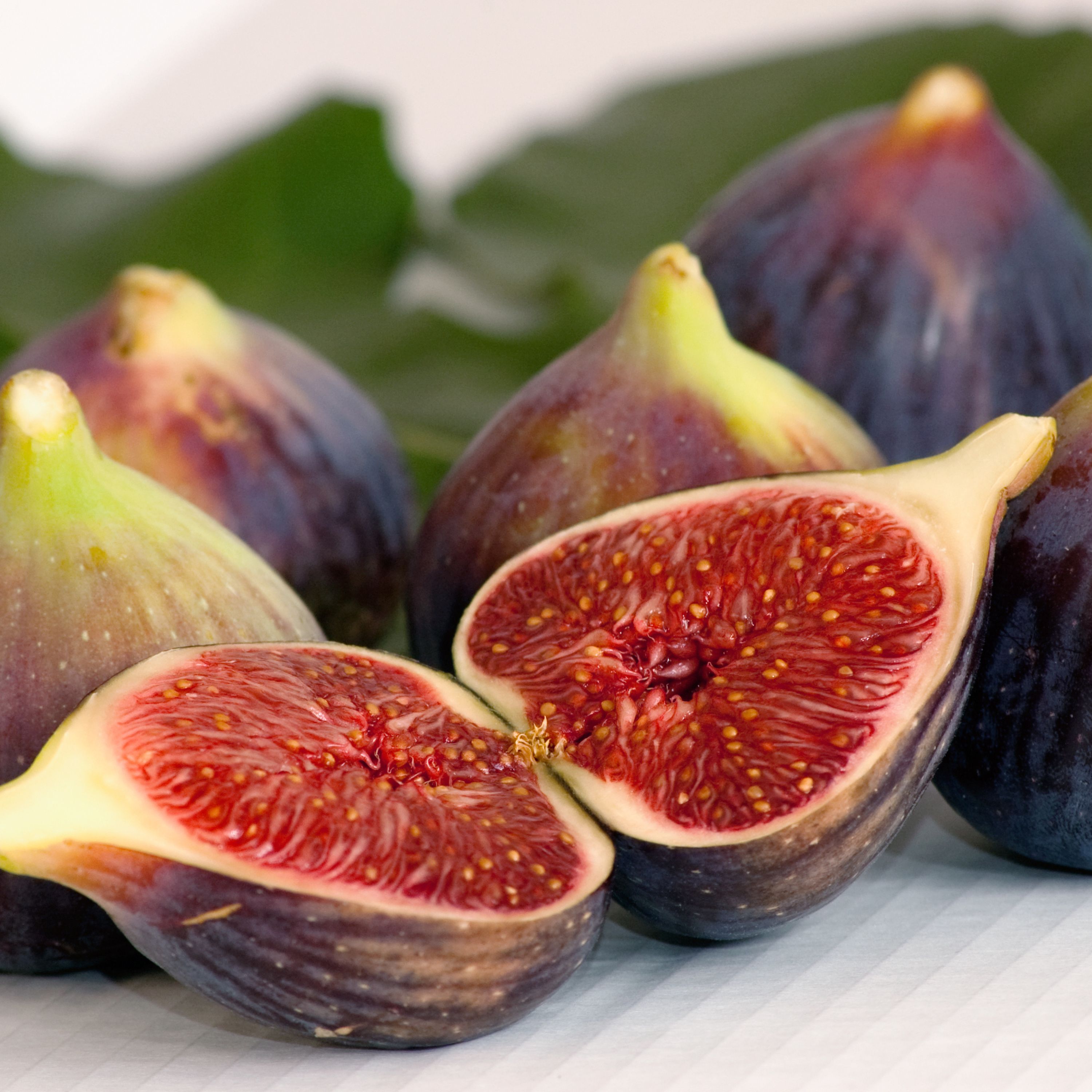 How to Grow Figs in Kentucky