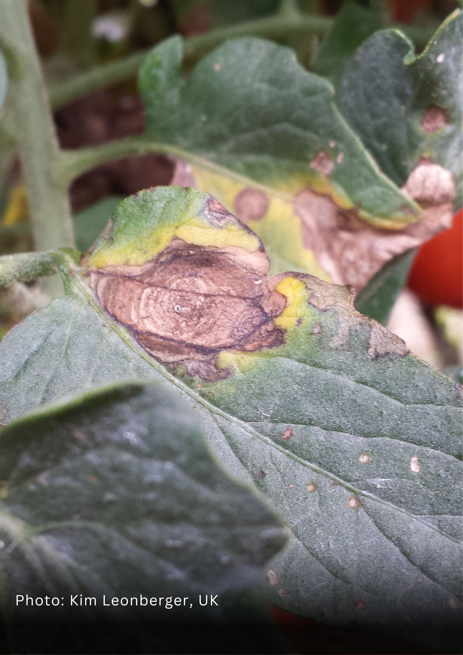 Early Blight & Septoria Leaf Spot of Tomato