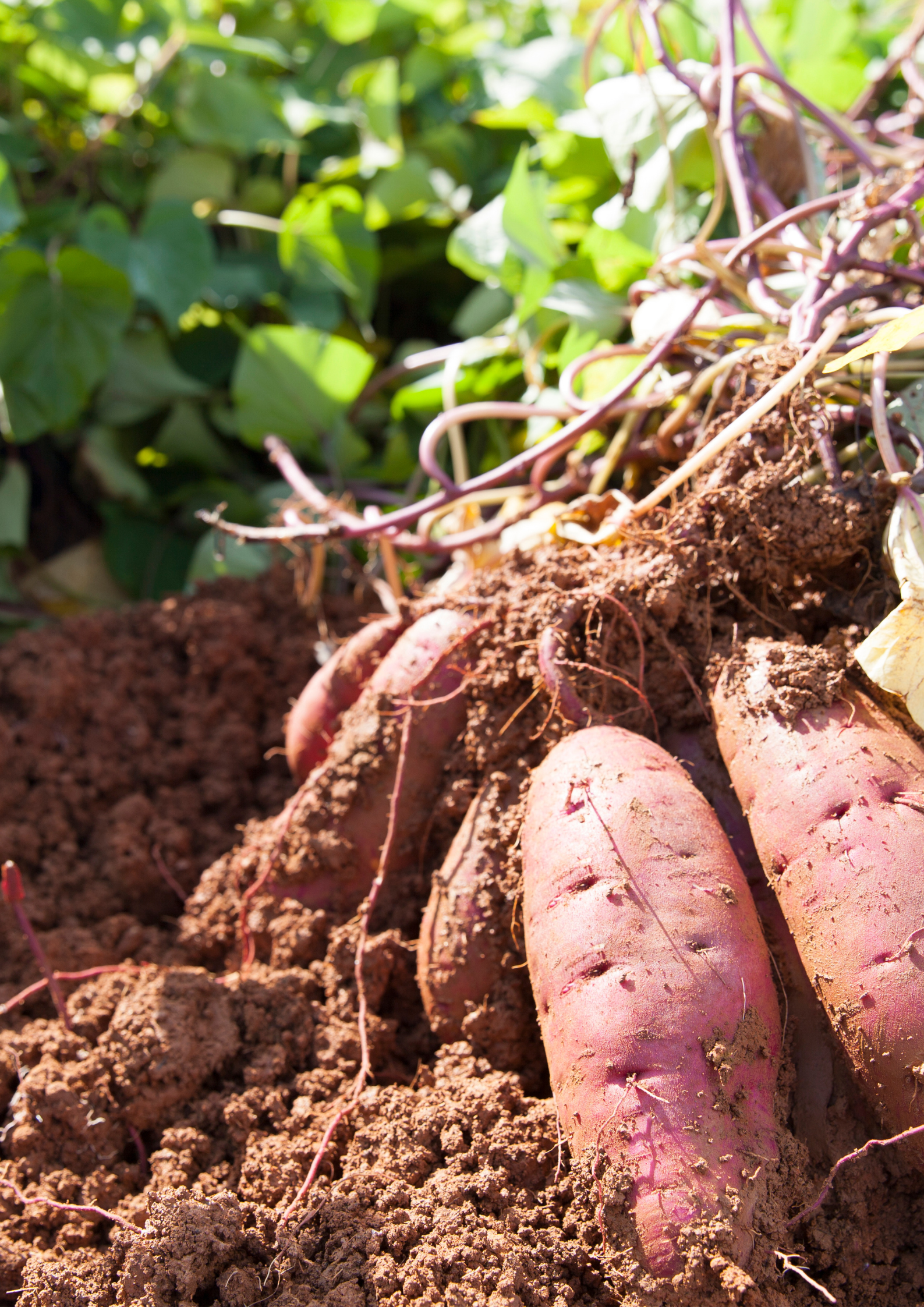 The Secrets of Growing Sweet Potatoes in the Kentucky Garden