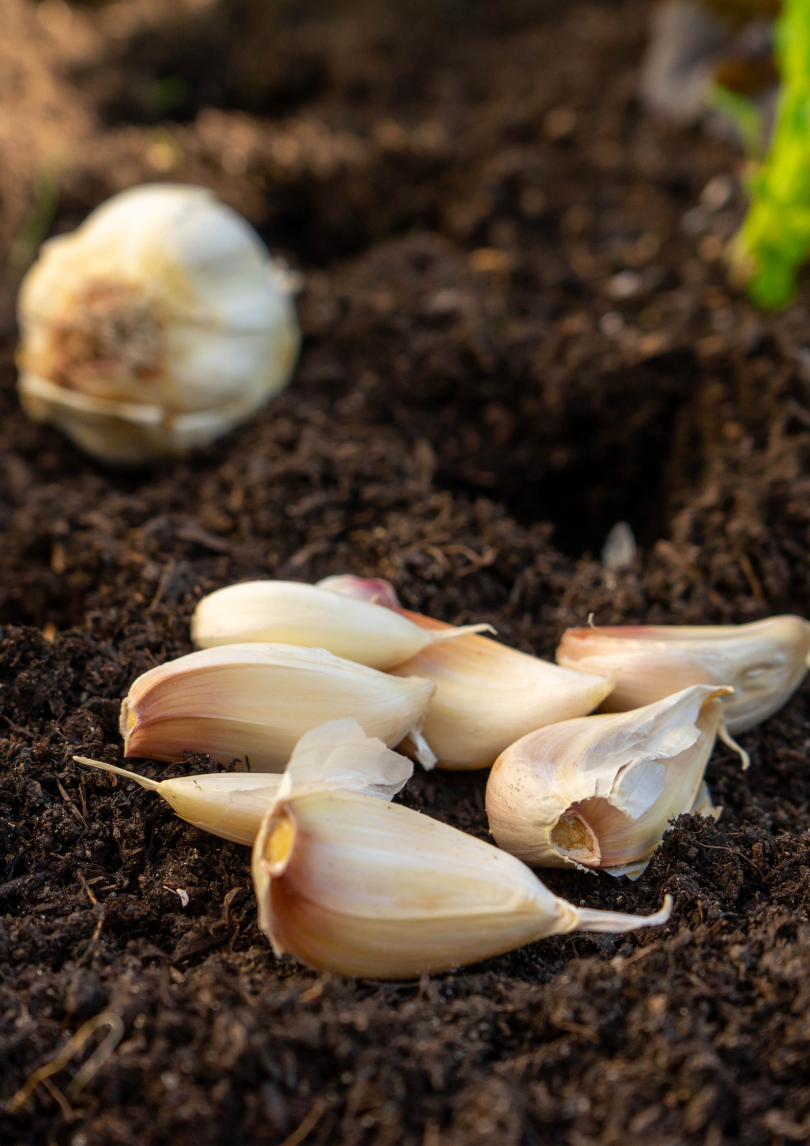 How to Grow Garlic in the Kentucky Garden