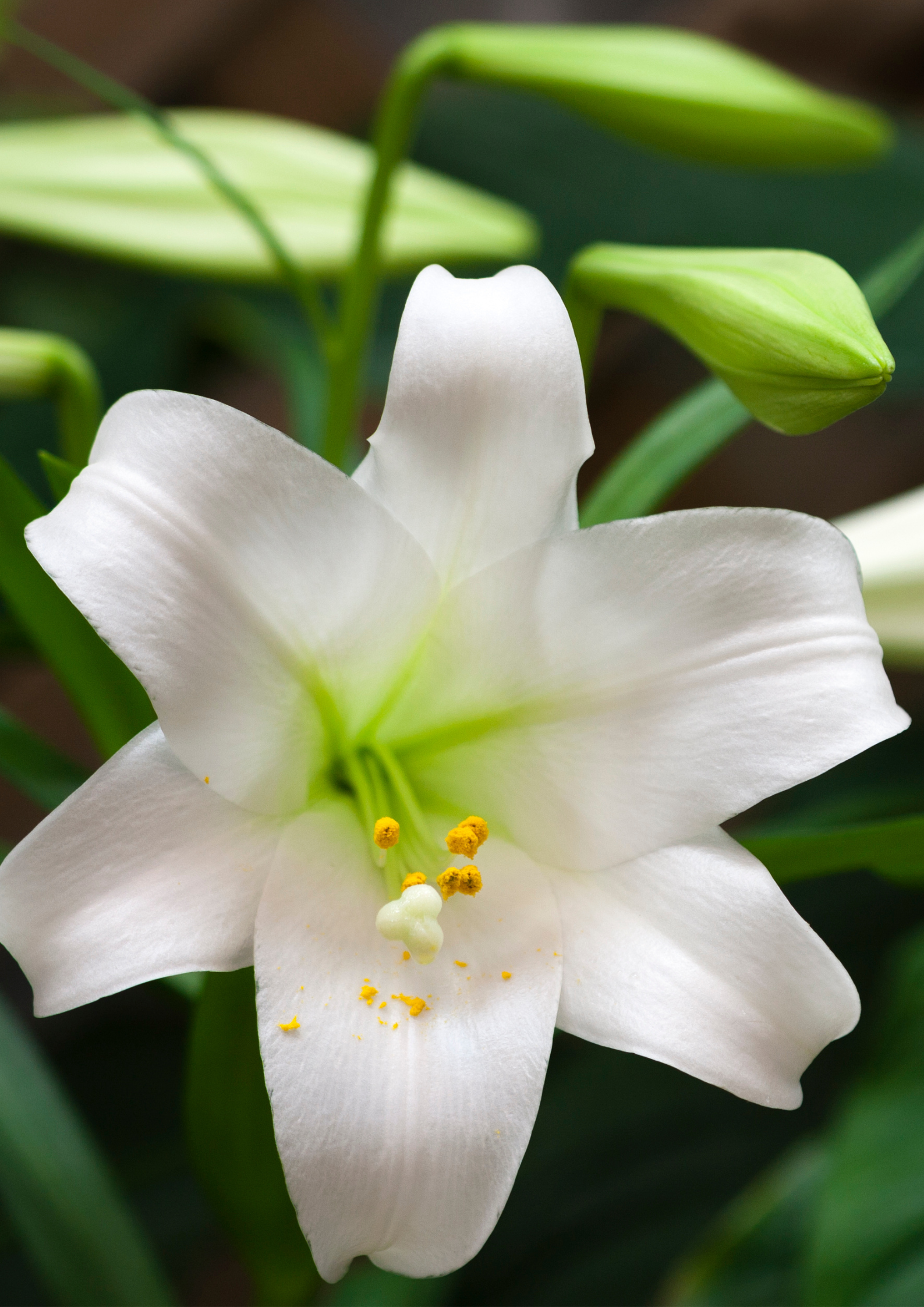 Easter Lilies: A Complete Guide to Selection and Care