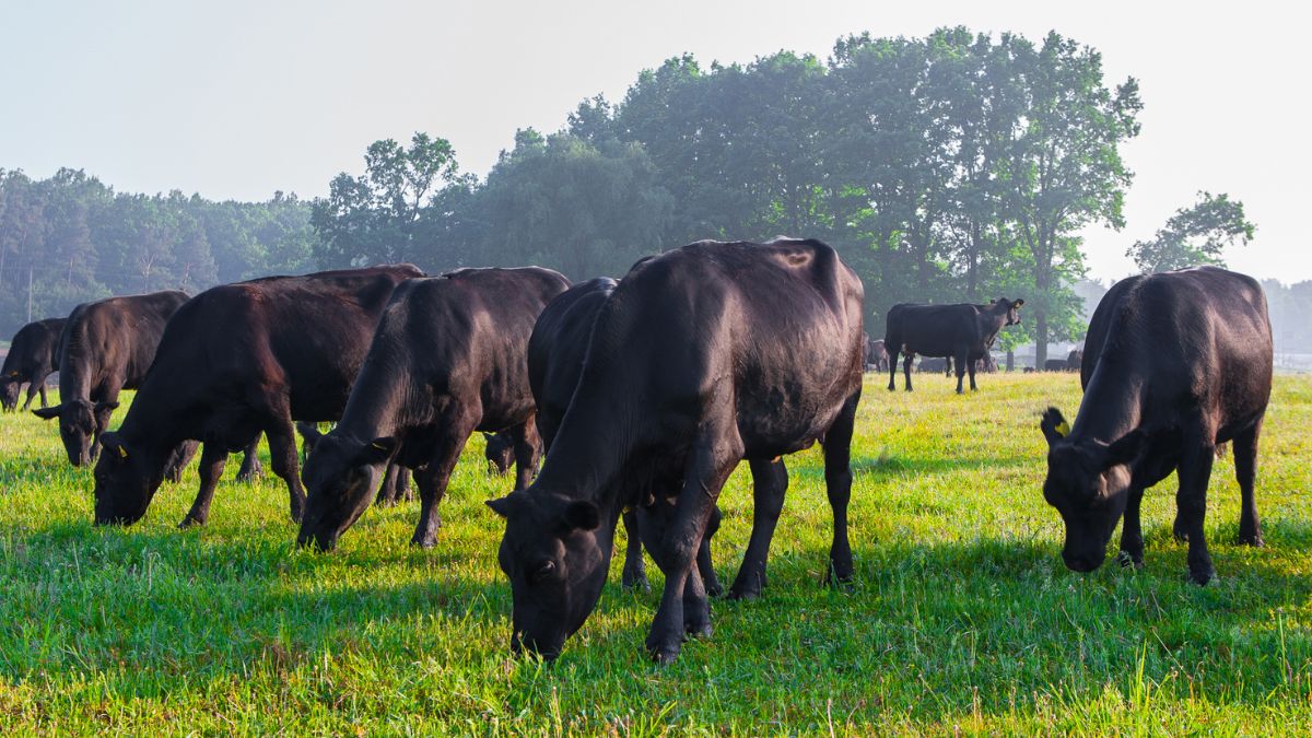 2025 Kentucky Beginning Grazing School April 29-30