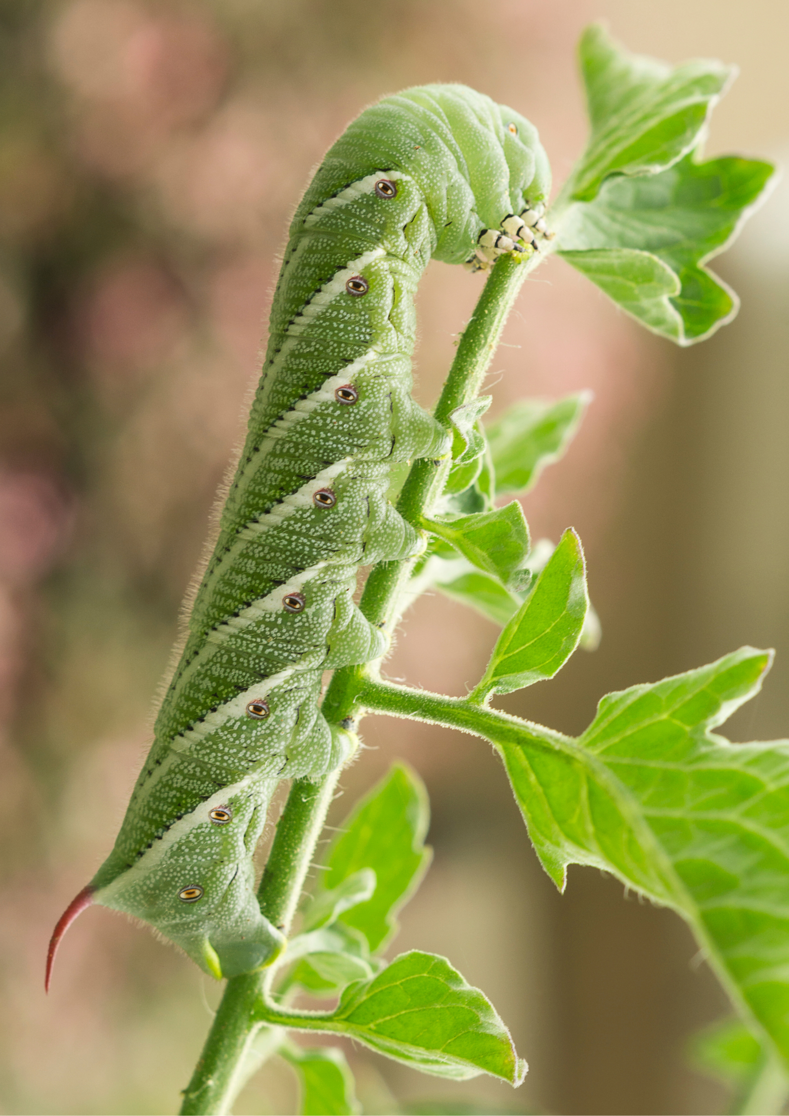 How to Control Late-Season Tomato Pests in Kentucky