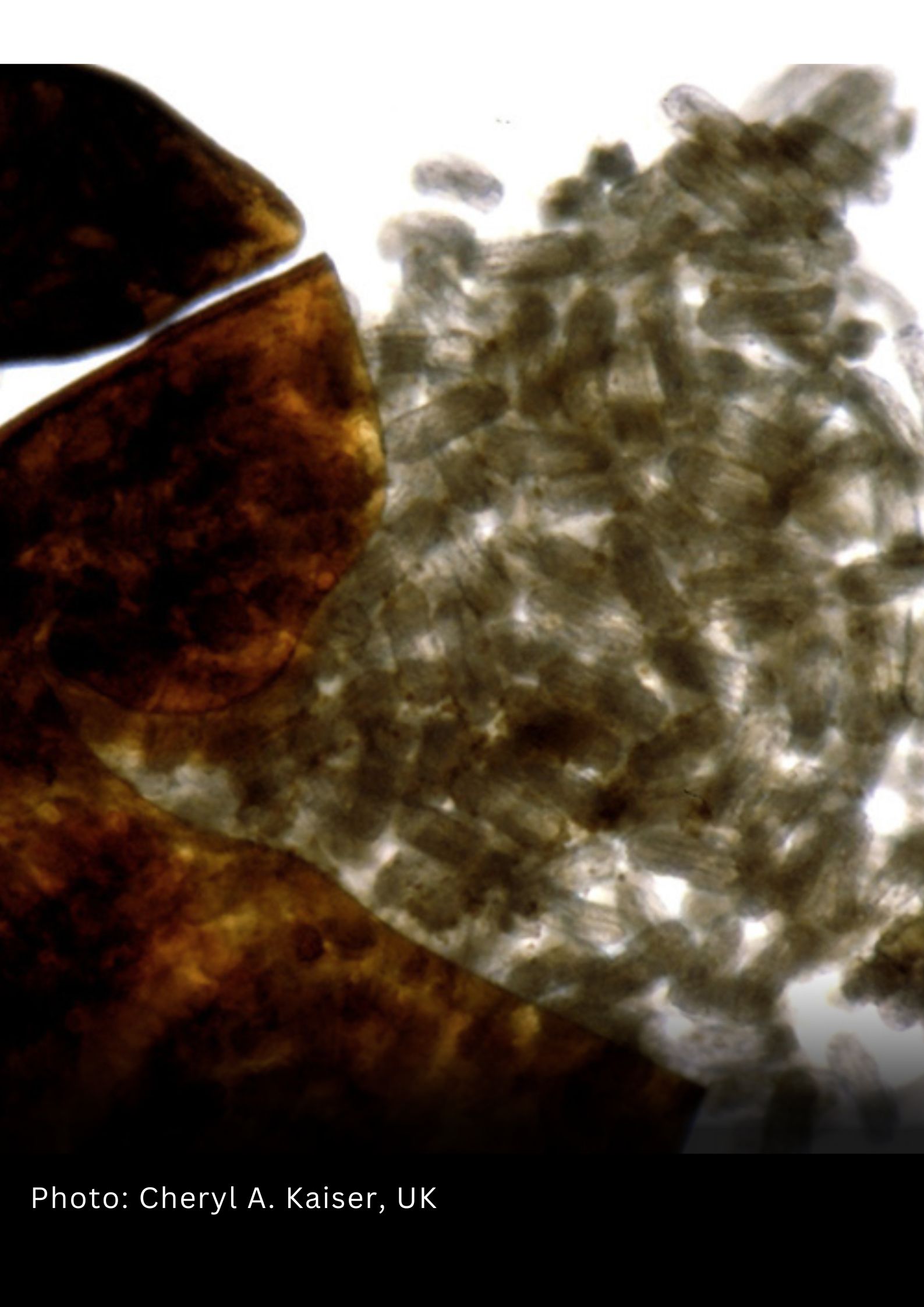 Free Soybean Cyst Nematode Testing